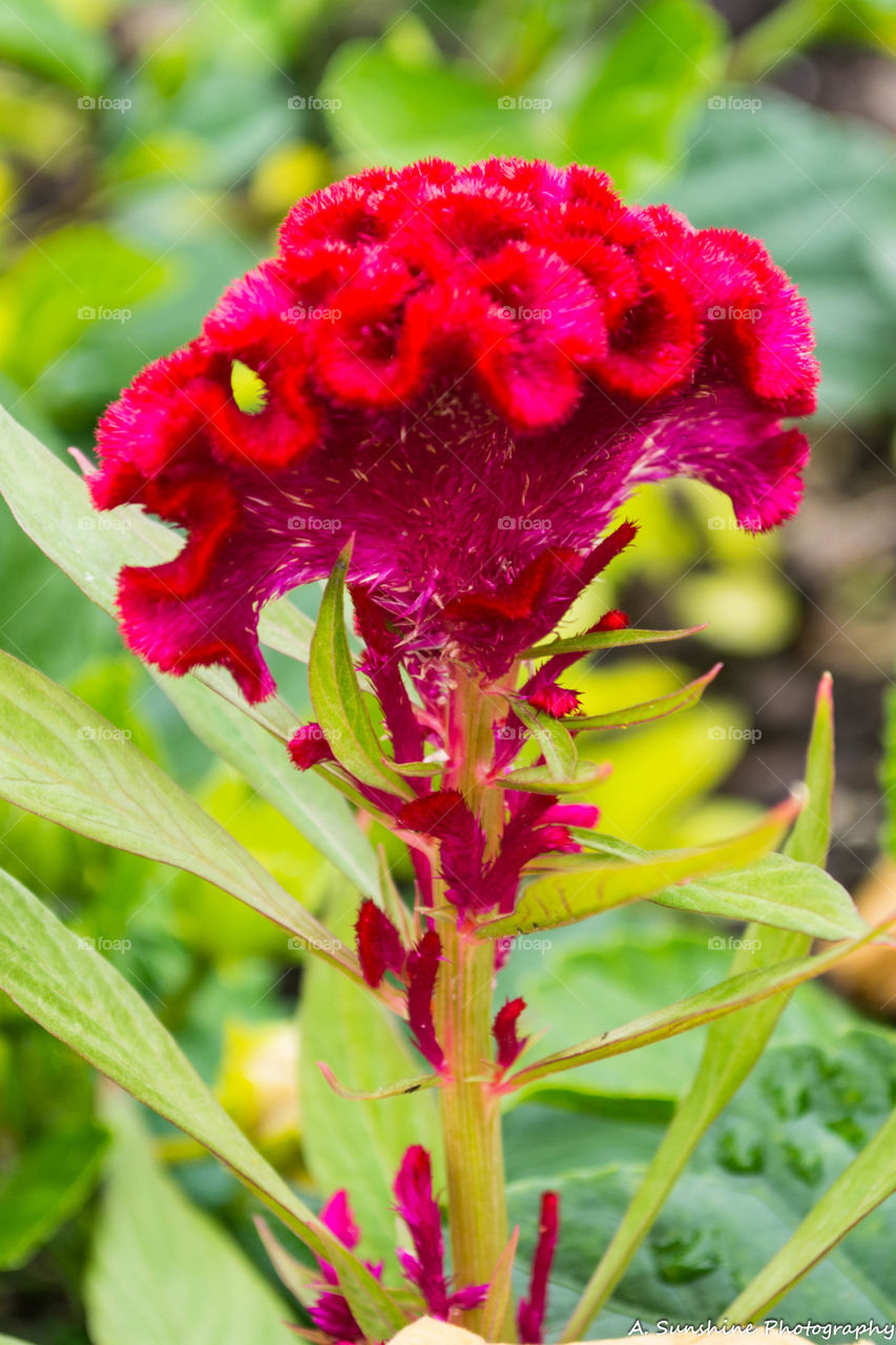BEAUTIFUL red flower