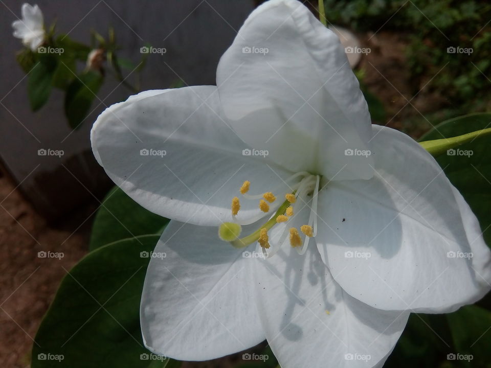 flower 2017/09/27 
002 
#আমার_চোখে #আমার_গ্রাম #nature #flower #eukaryota #plantae #angiosperms #eudicots