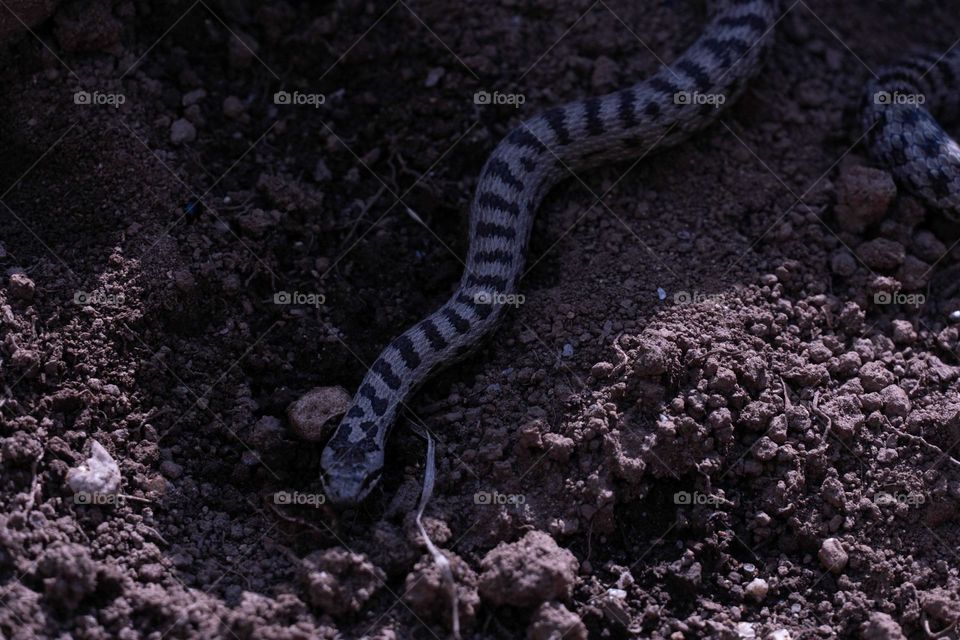 serpiente pequeña (bufadora)