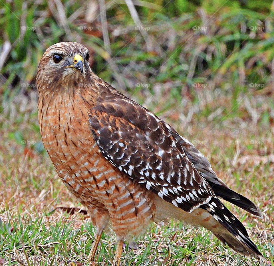 Close up of a bird of prey - Red-tailed hawks are big, diurnal birds of prey that catch and eat gray squirrels and other critters small enough to handle. The Red-tailed Hawk also known as a raptor.