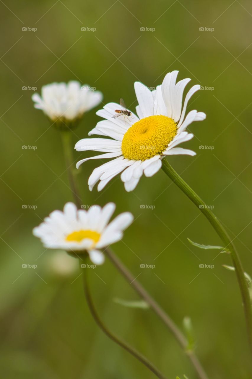 Flowers and bees