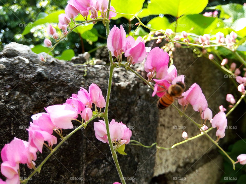 Flower, Nature, Garden, Flora, Leaf