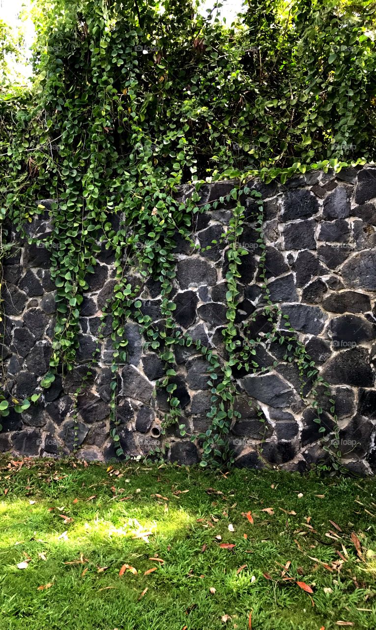 Vines on a wall
