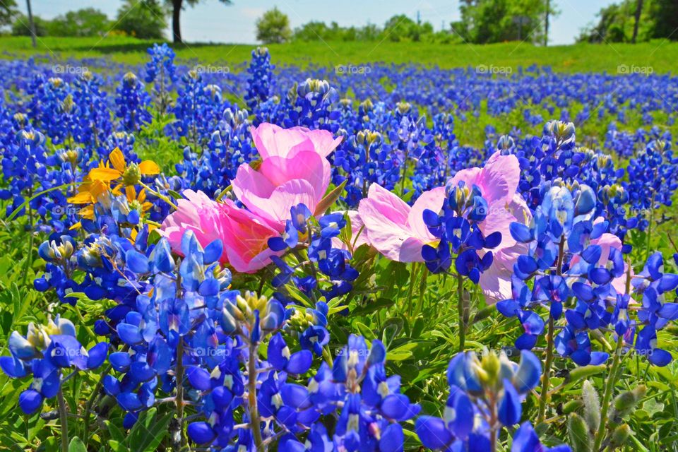 Colorful bluebonnets, pink cosmos and yellow daisies  cover the lush green background. Bluebonnet blossoms are said to symbolize bravery, sacrifice, and admiration