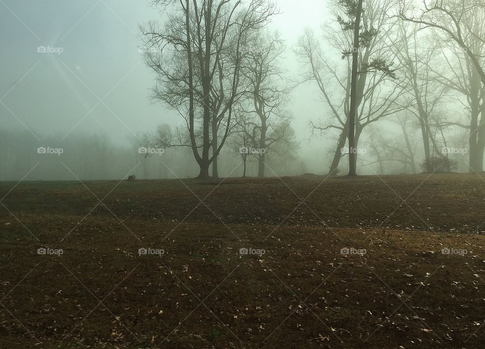 Early morning fog in Forest