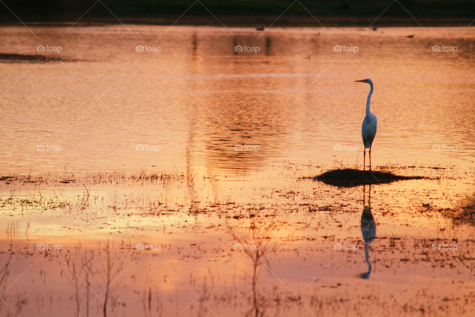 Reflection of bird in lake