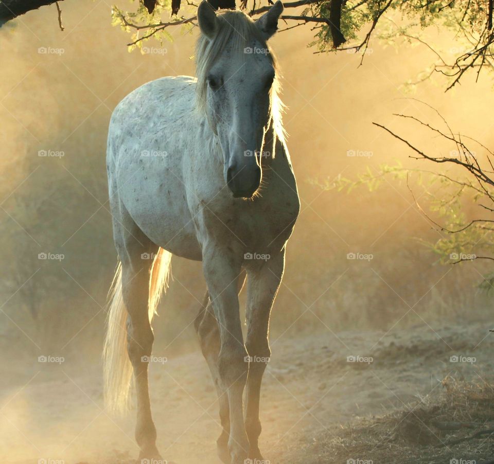 Wild Horse Under Trees at Sunrise
