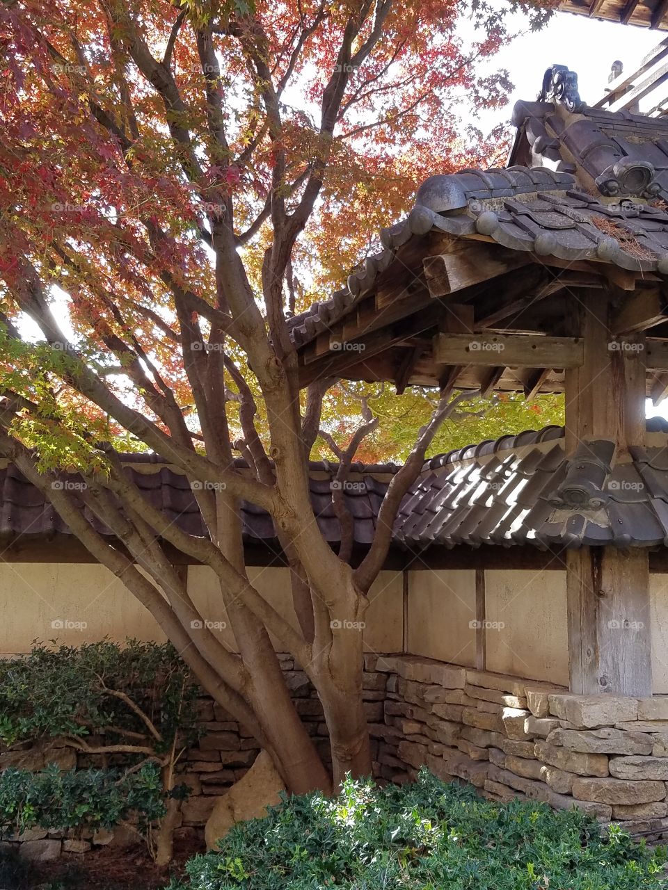 Japanese Gardens at Fort Worth botanical