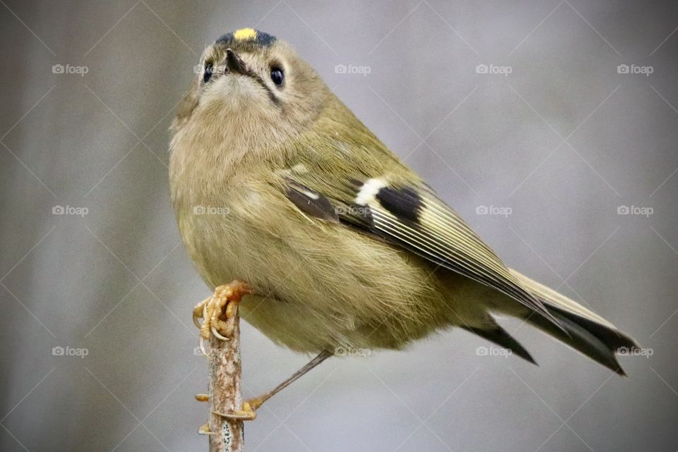 Goldcrest 