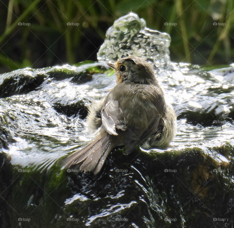 Little Bird bathes 