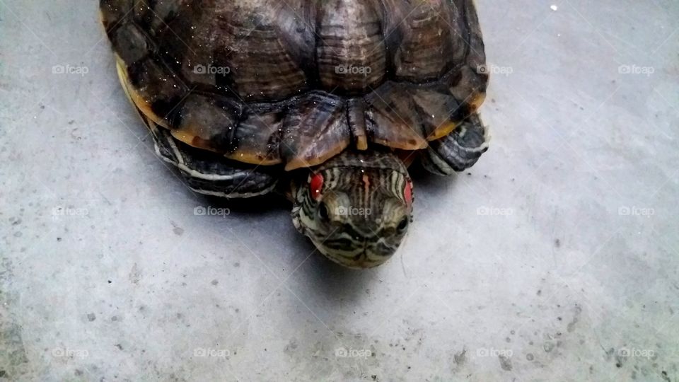 High angle view of turtle