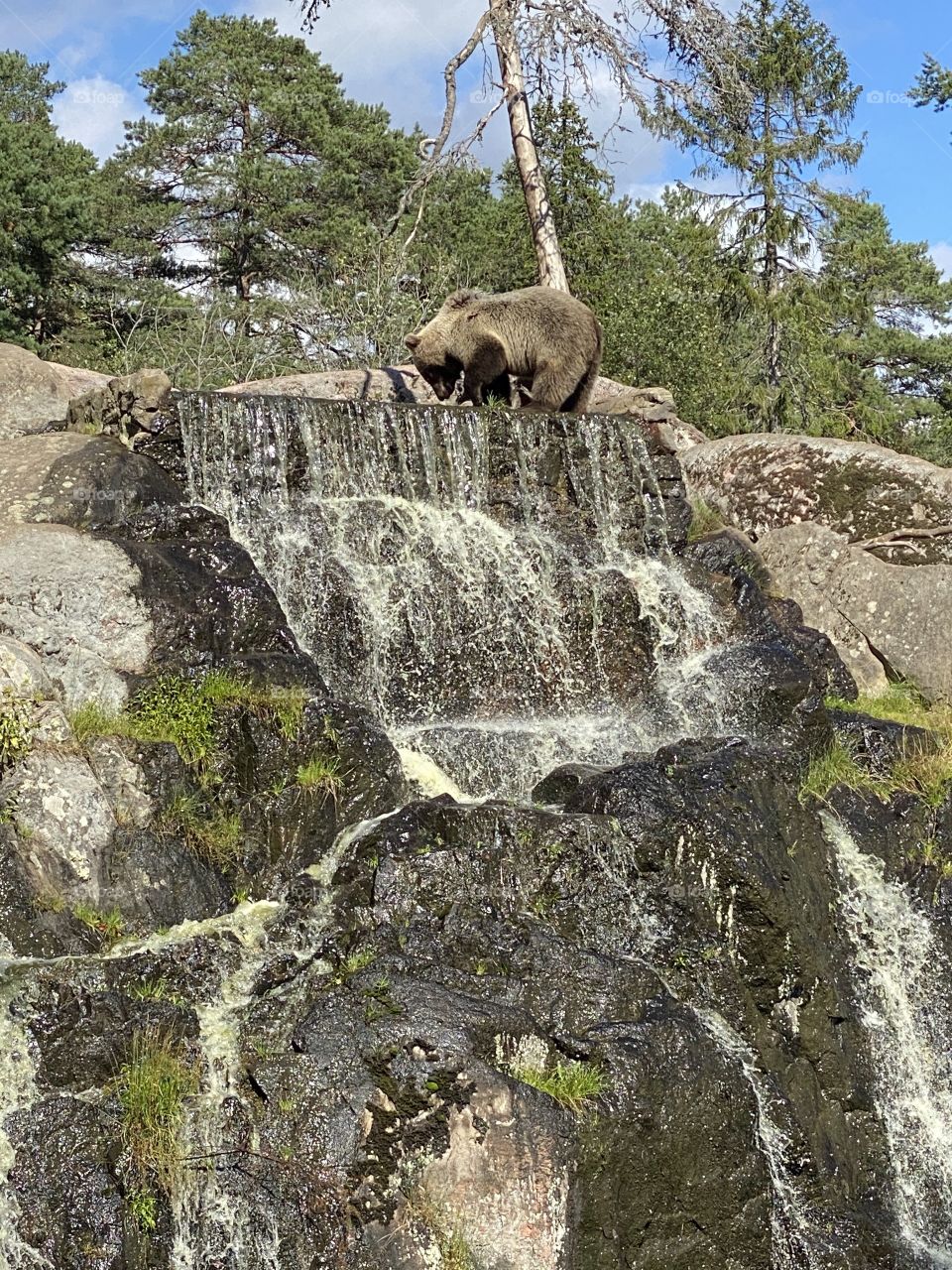 Bear on the ewaterfall
