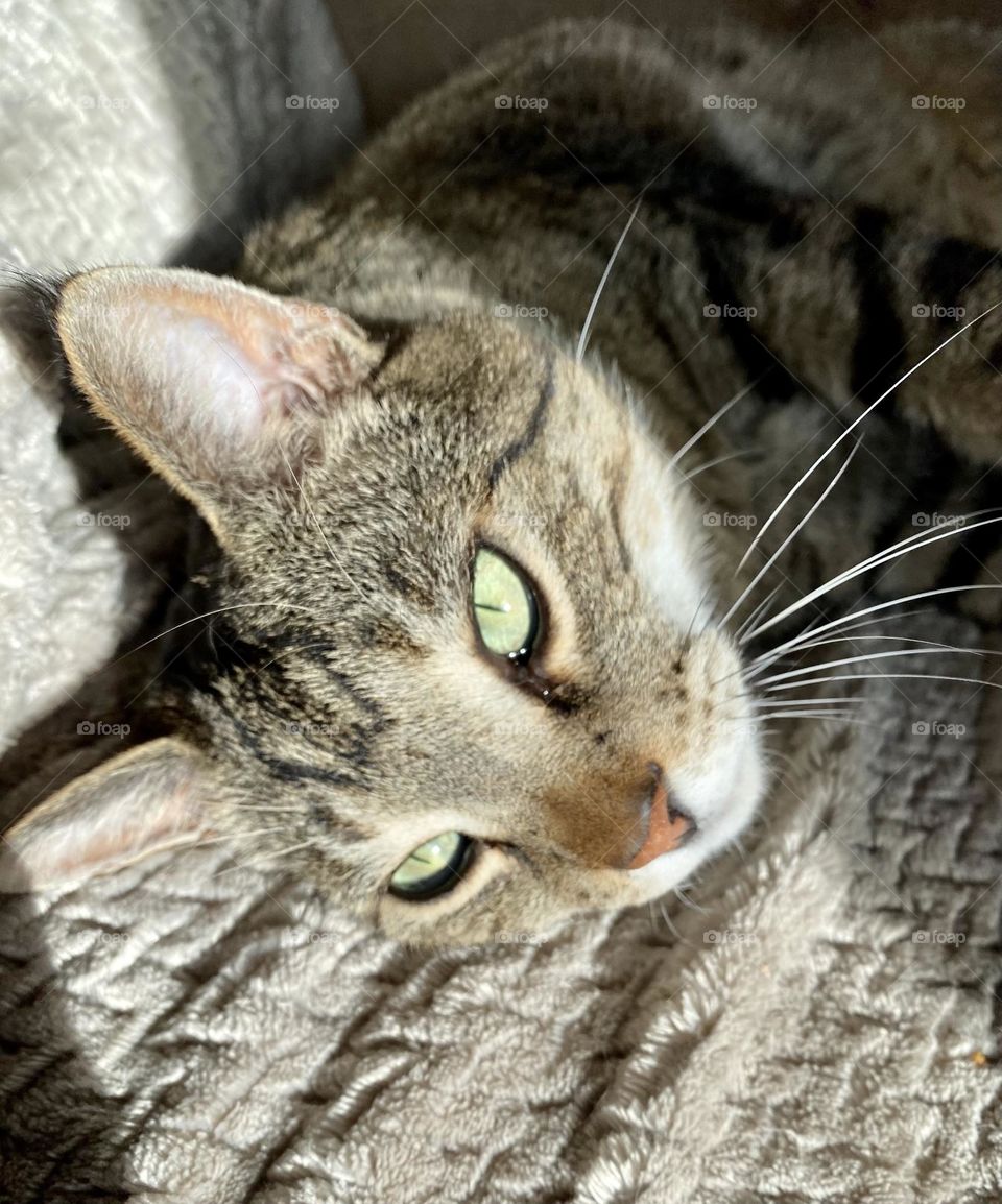 Ultimate gray tabby cat with sun shine on face