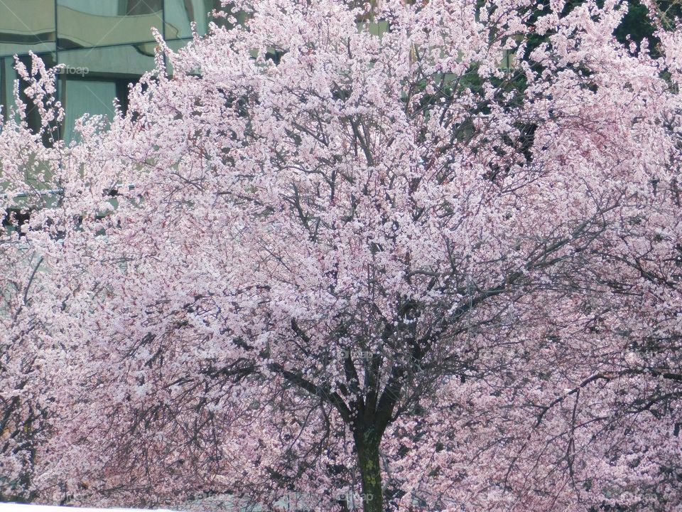 Pink tree