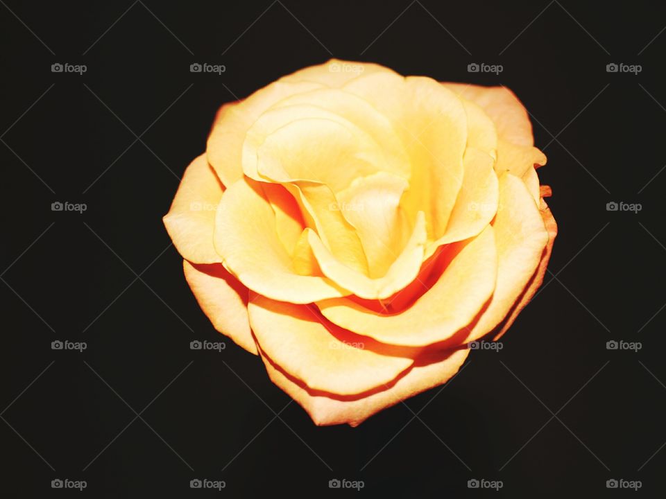Flower, Rose, Love, Nature, Romance