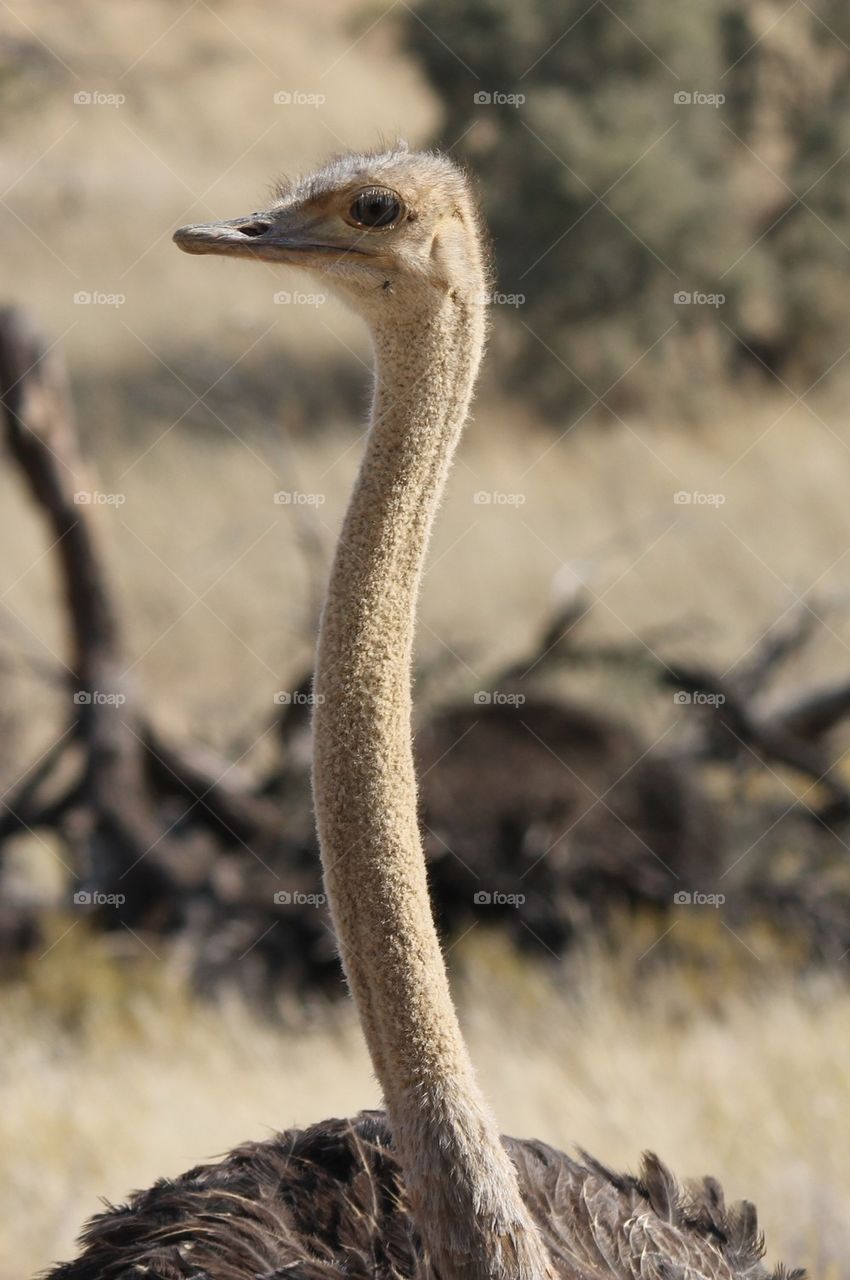 Long neck