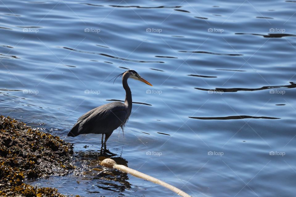 Heron by the blue ocean 