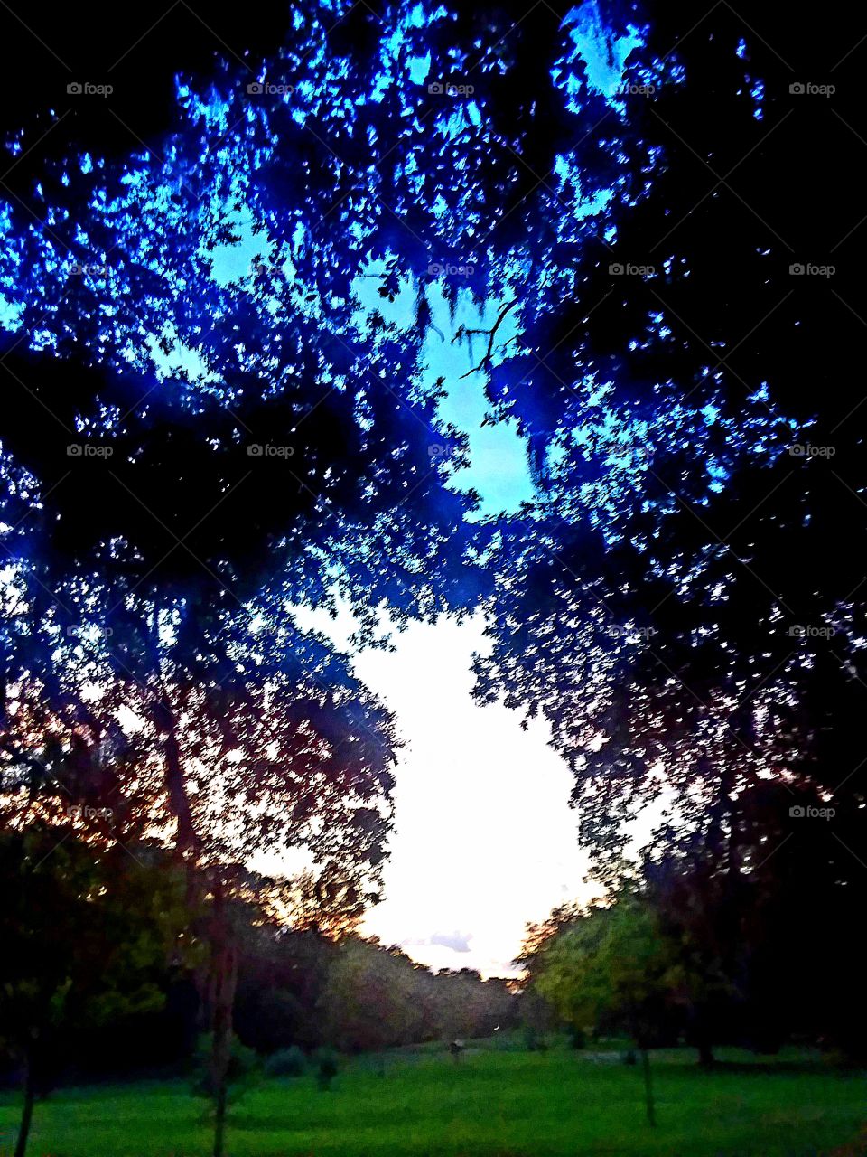 sunrise enhances the green lush grass of the field and silhouette of the oak trees