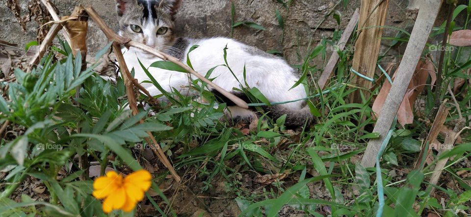 beautiful white cat lying in the flower garden