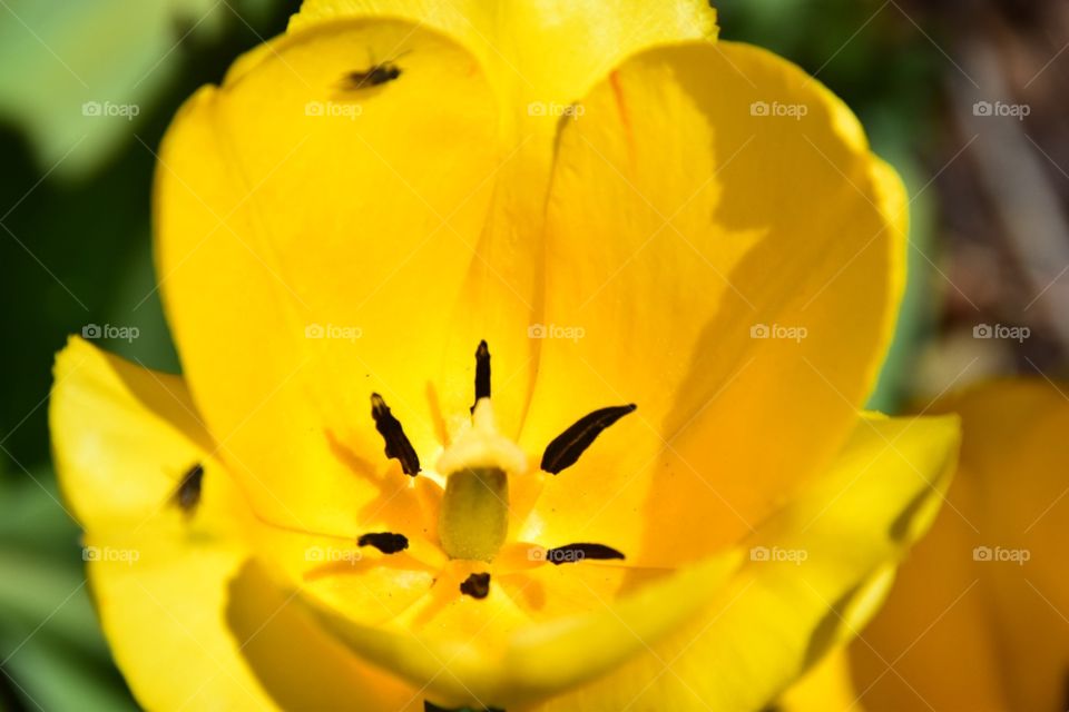 Micro , flower, yellow, nature