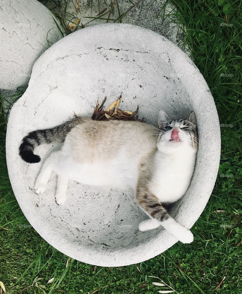 Cute cat Neve relaxing in the garden 