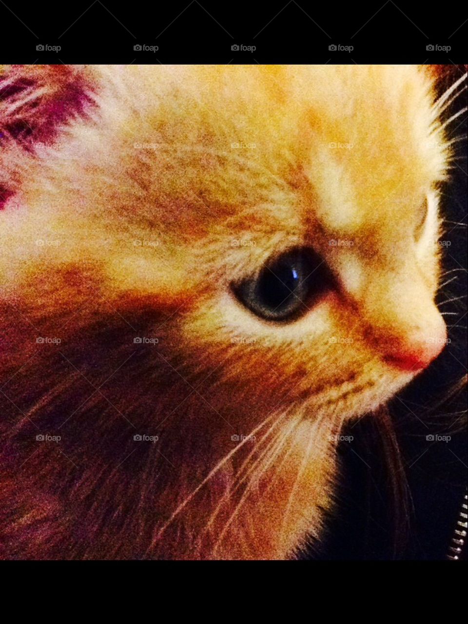 Ginger kitty x