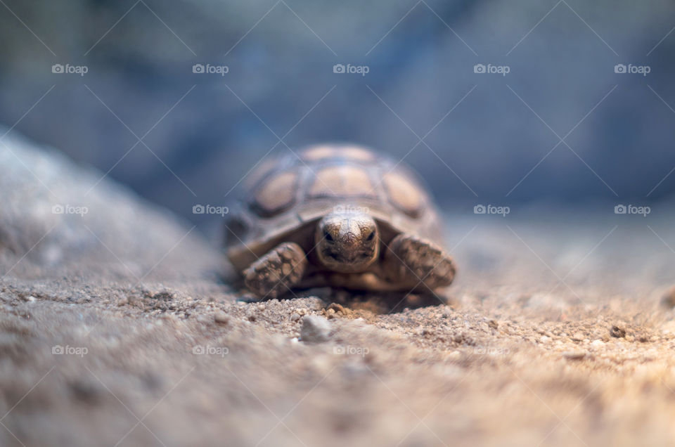 turtle turtle. Tortoise hatchling.