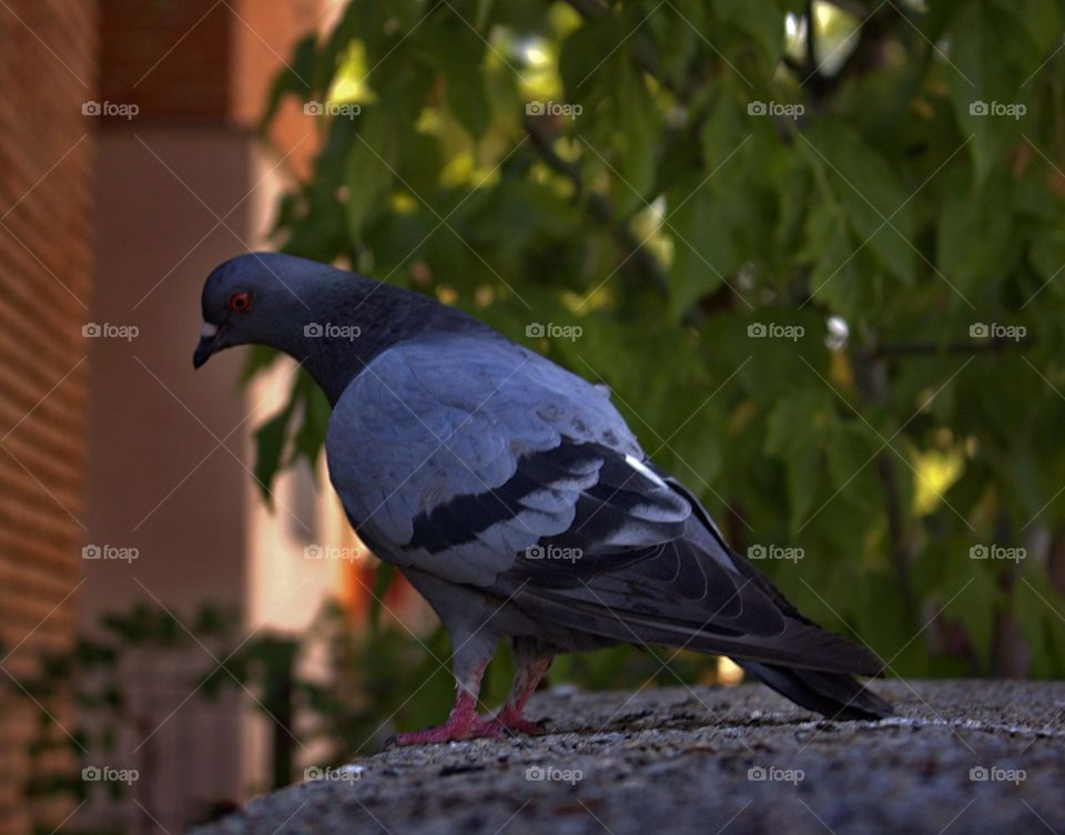 A pigeon in its natural enviroment,the city where it has everything it needs.