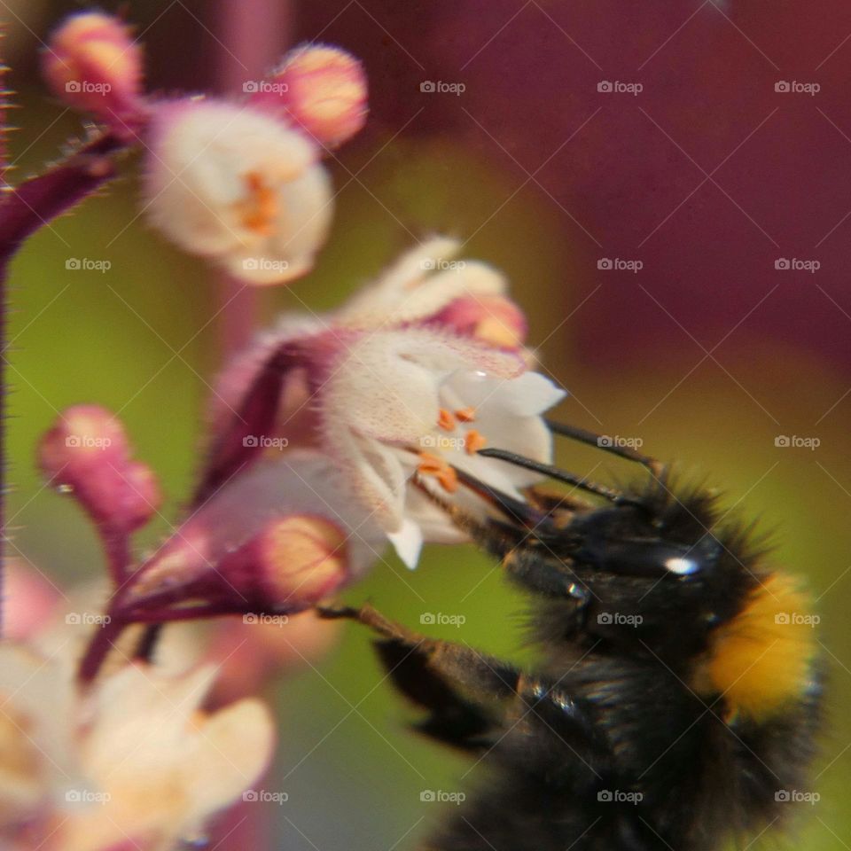 Bumblebee on flower
