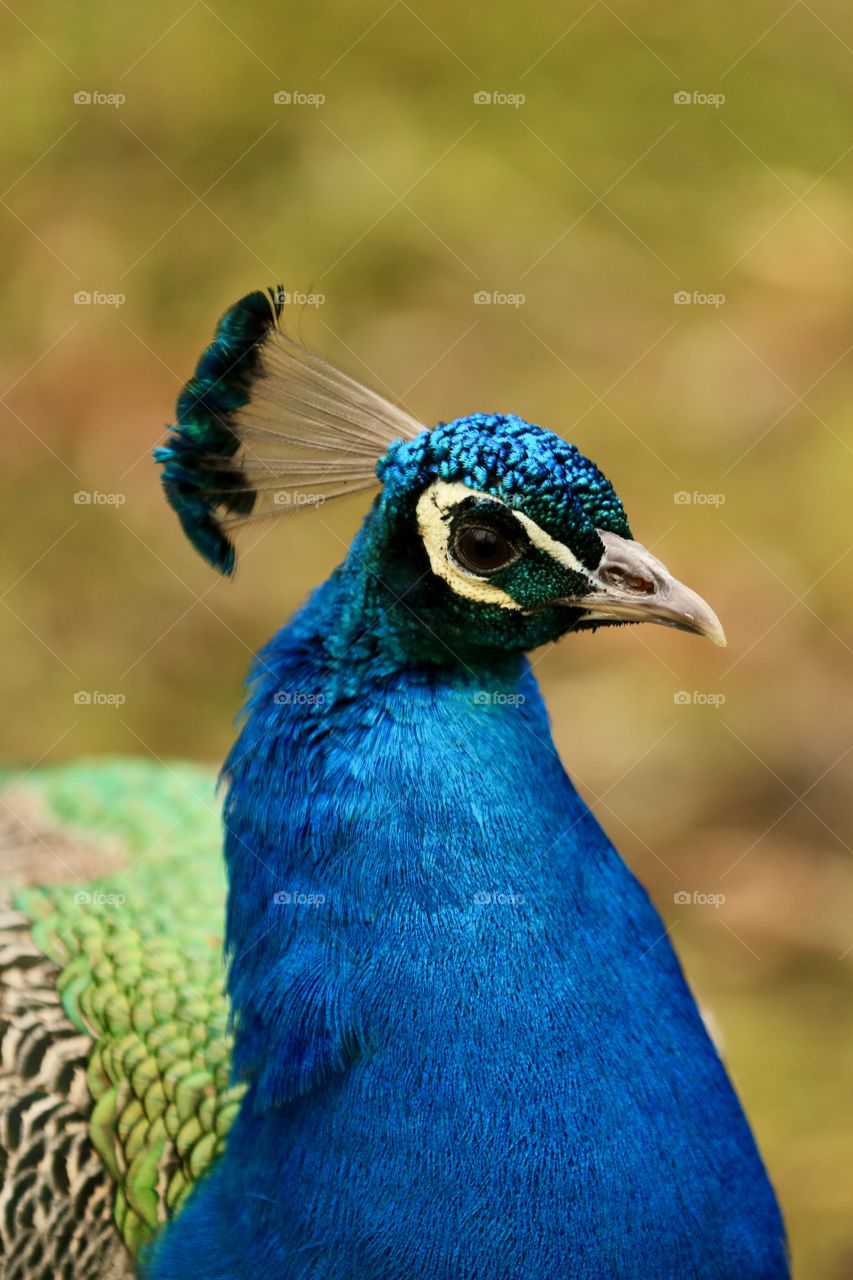 Peacock 