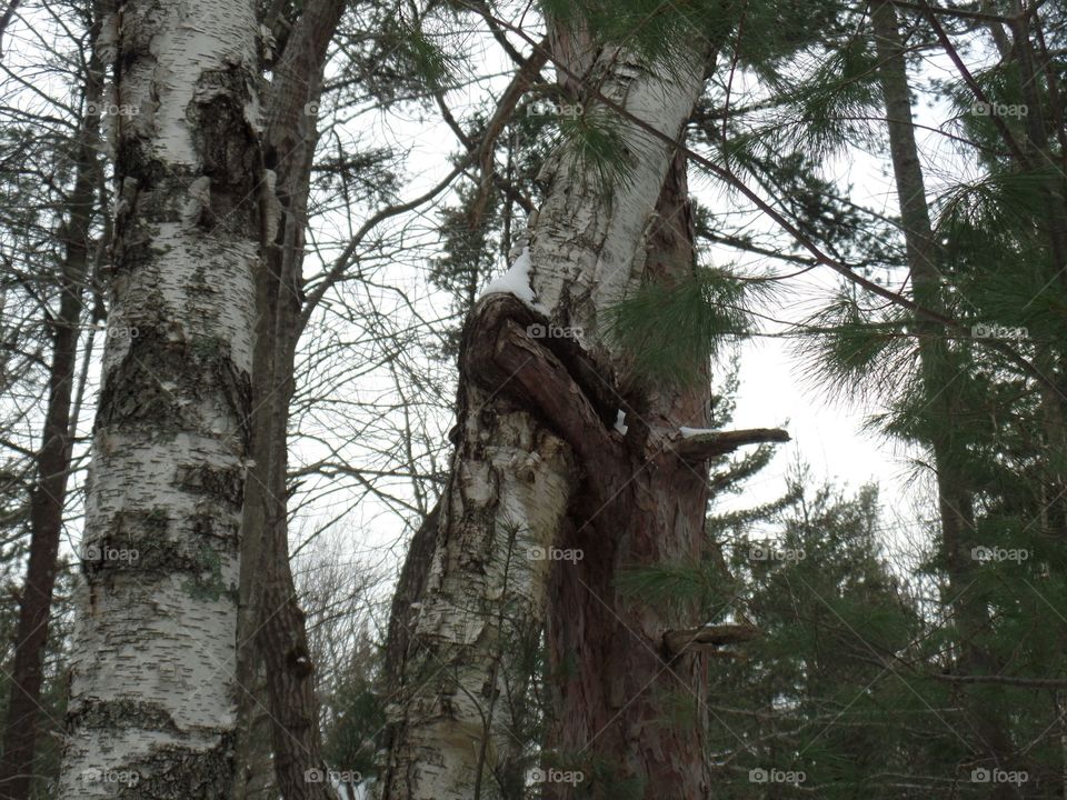 Northern Michigan 