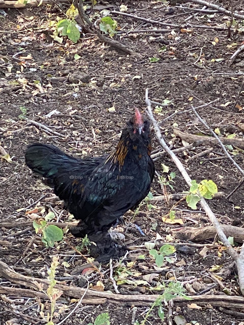 Bantam Rooster