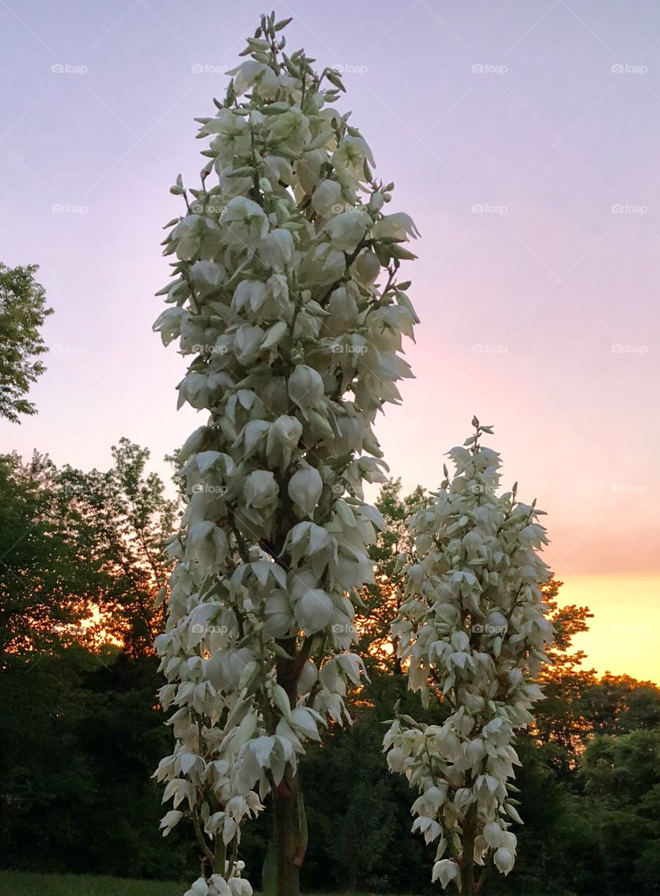 Flower of Yucca