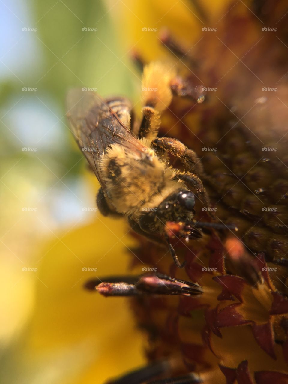 Honeybee on sunflower