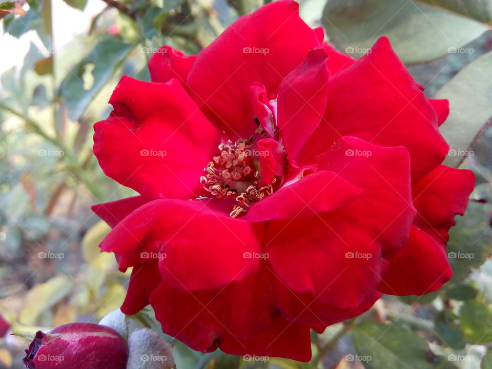 a beautiful flower in a garden