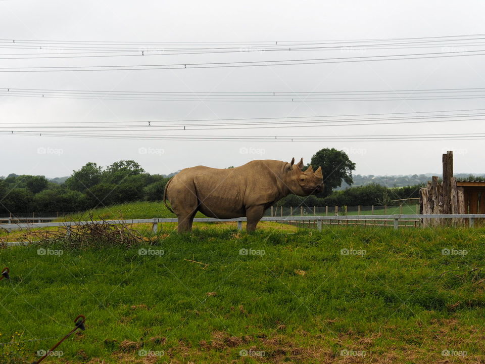 Rhinoceros in profile