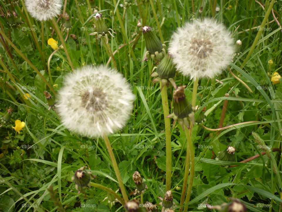 Dandelions