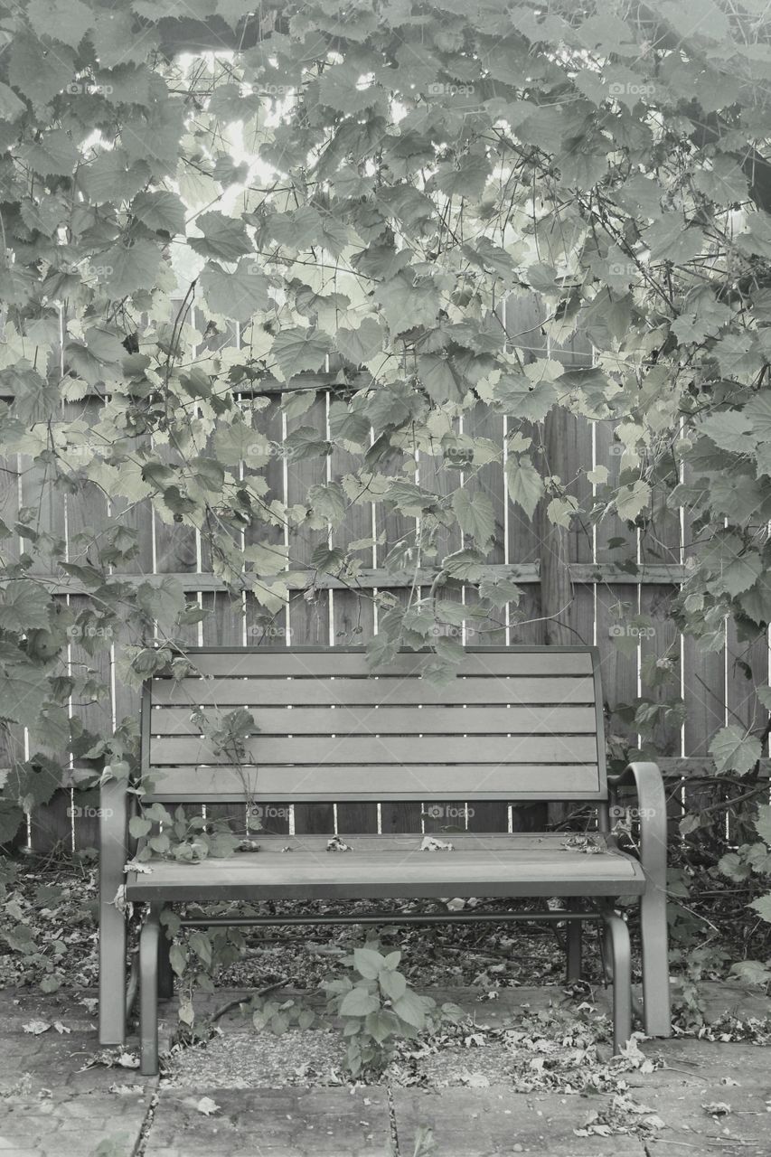 Ivy and a bench