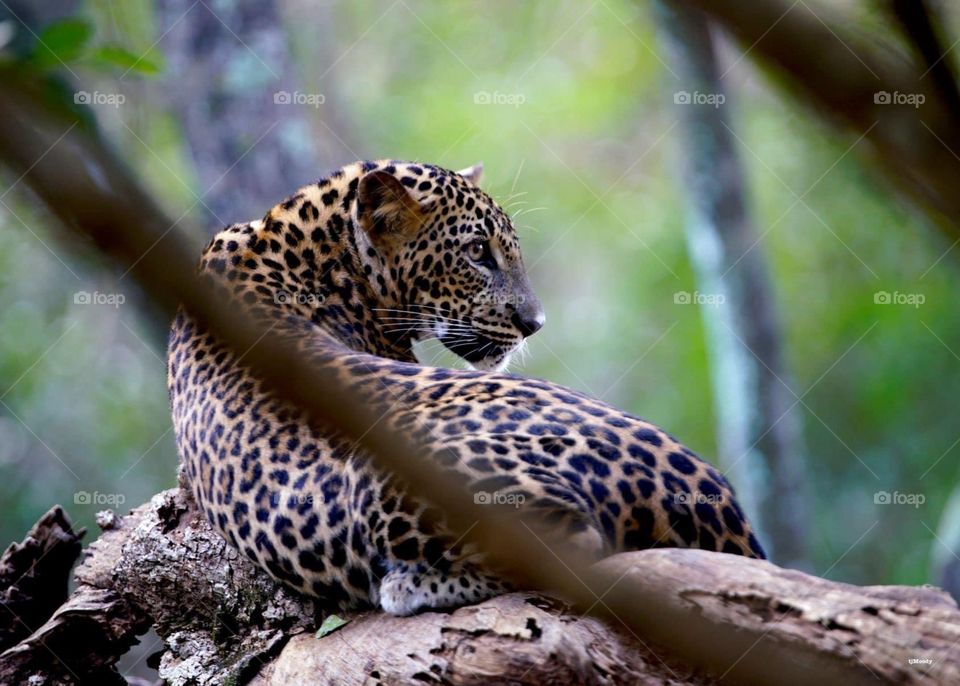 Here is a leopard. wilflife photography make us  one family 