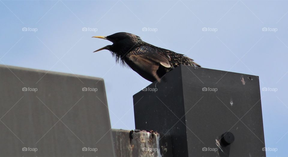 Agitated European starling yelling from atop a tall metal pole