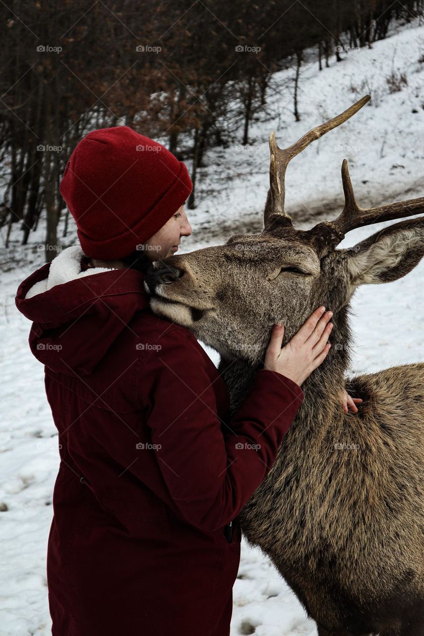 friendly deer