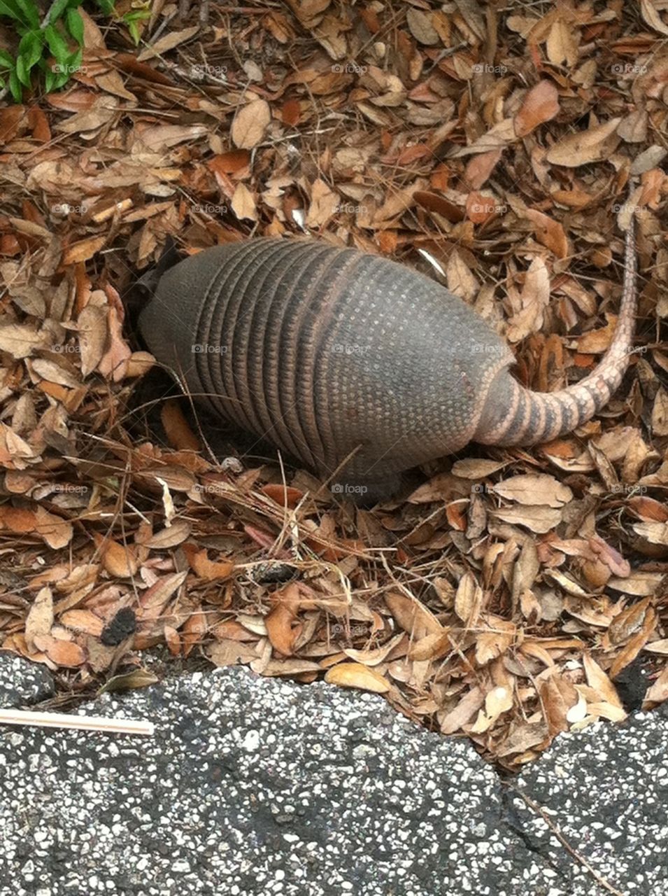 Armadillo on the Prowl