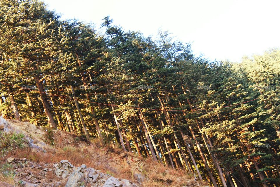 simla forest