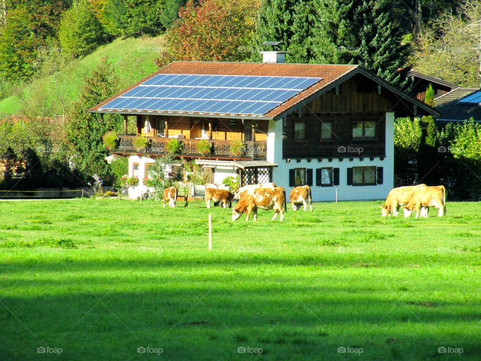 Cows in the countryside 