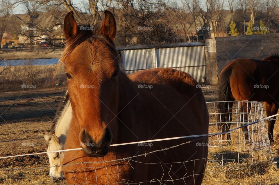 Brown quarter horse at dusk