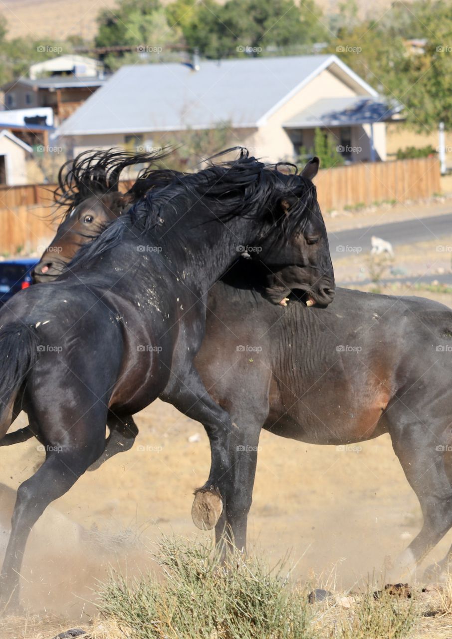 Fighting wild black mustang stallions in the Sierra Nevada Mountains 