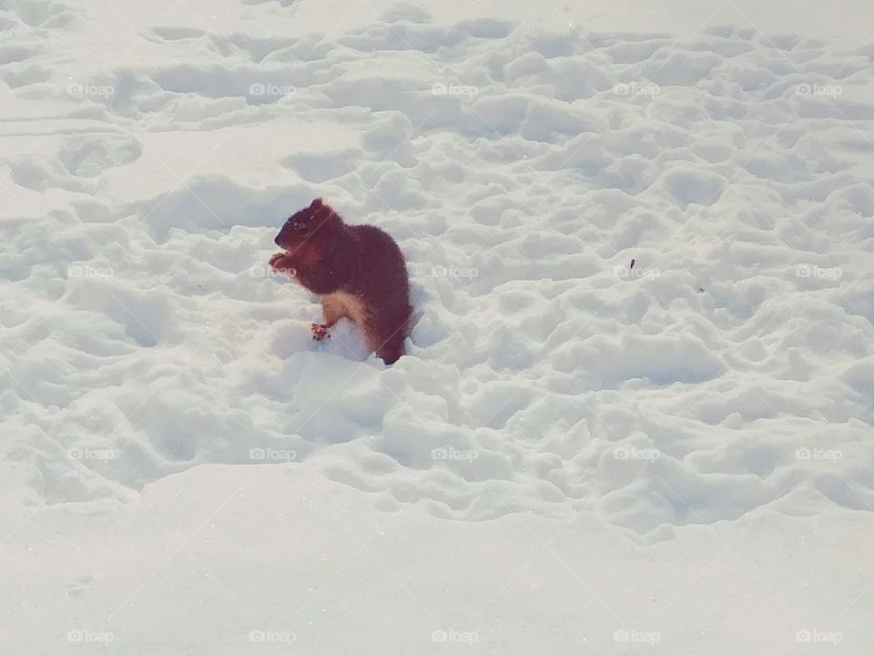 red squirrel sitting up and eating in the snow surrounded by footprints.