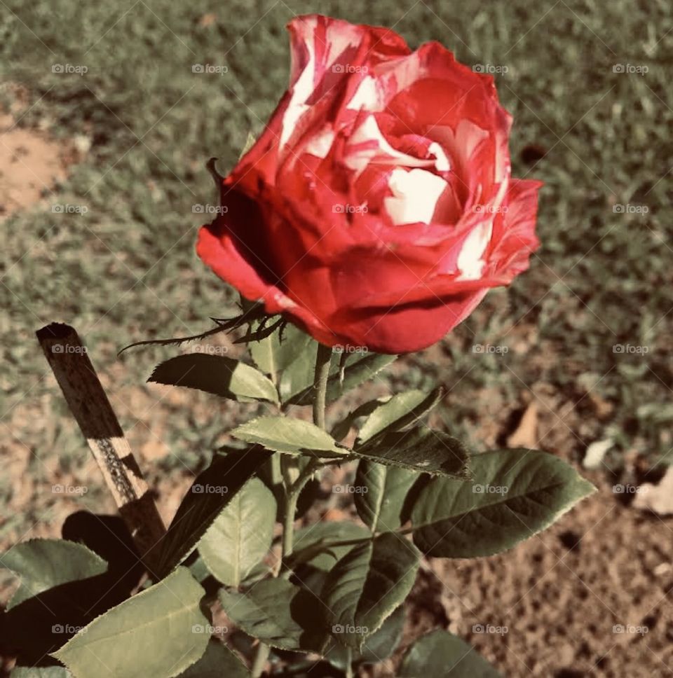 🌹 🇺🇸 Very beautiful flowers to brighten our day.  Live nature and its beauty. Did you like the delicate petals? / 🇧🇷 Flores muito bonitas para alegrar nosso dia. Viva a natureza e sua beleza. Gostaram das pétalas delicadas? 