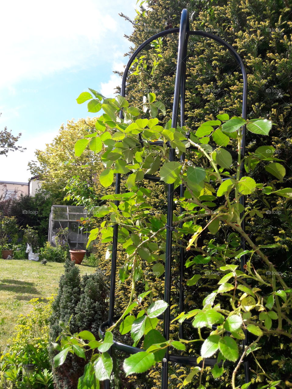 rambling rose attached to obelisk still in bud