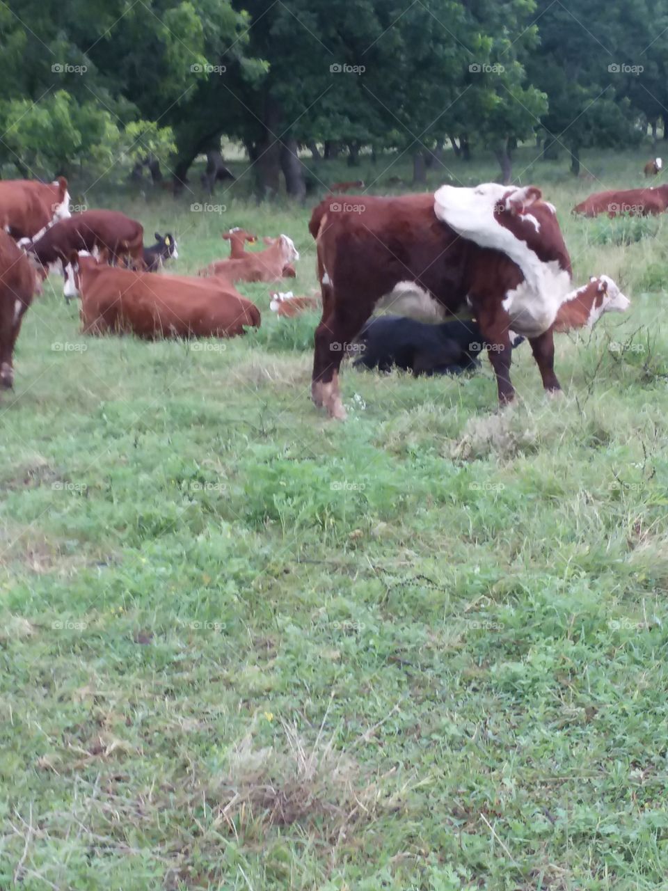 Hereford on pasture